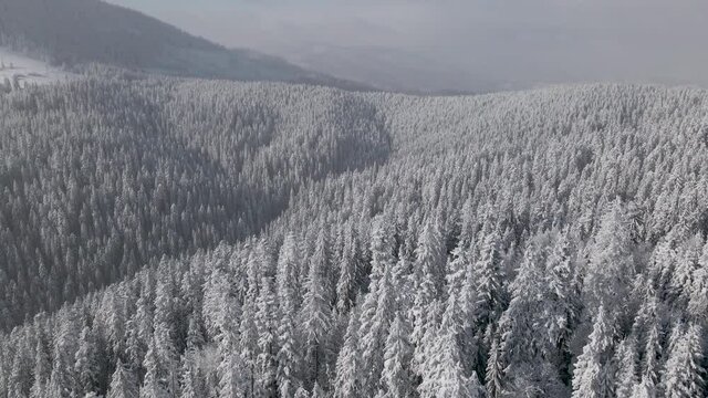 Aerial View of Frozen Forest with Snow Covered Trees at Winter in Carpathian Mountains