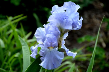 This iris seemed to descend from heaven to earth, from the blue clouds.