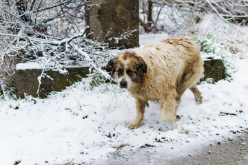 Stray dog homeless with sad eyes