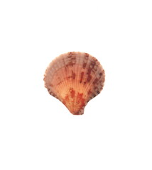 Pectinida Seashell, saltwater clams, marine bivalve molluscs, Scallop,  bivalve mollusk, on white background