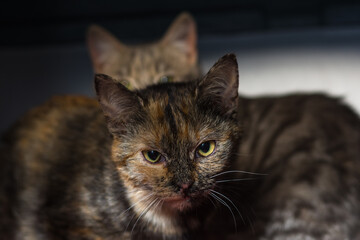 beautiful kitten portrait in natural light