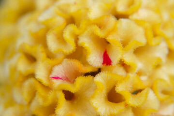 Macro shot blurred yellow flower with a red color in the center fluffy, Cockscomb yellow flower