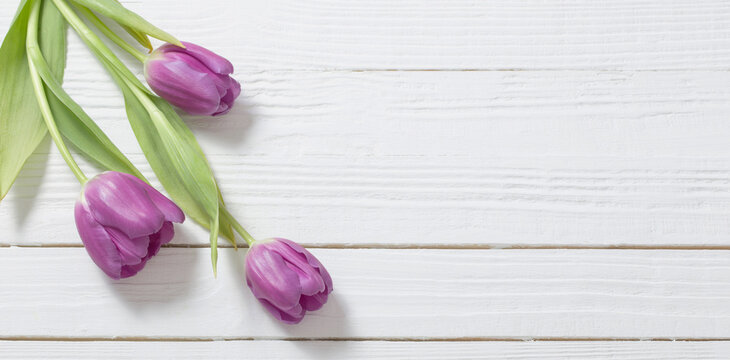 violet  tulips on white wooden background