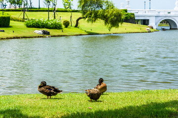 Wild ducks on the lakeshore in Tainan Metropolitan Park, Taiwan.