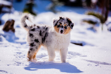 Australian Shepherd puppy with blue eyes playing in the snow.