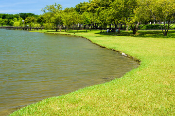 The lush forest and green lawns are on the lakeside of the park, Beautiful Tainan Metropolitan Park in Taiwan.