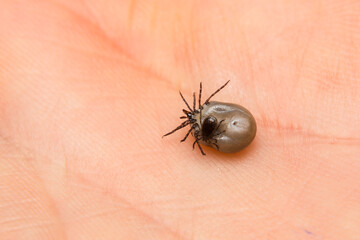 close-up photo of a tick couple male and female on human skin