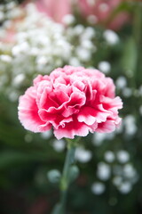 Pink Dianthus caryophyllus, carnation or clove pink,  species of Dianthus.