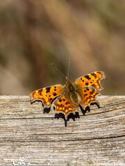 Comma Butterfly Basking on a Wooden Fence