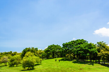 The lush forest and green lawns in the Tainan Metropolitan Park, Taiwan.