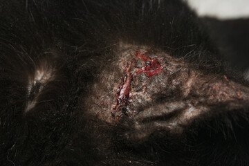 close-up photo of a black cat with otitis and scratching dermatitis