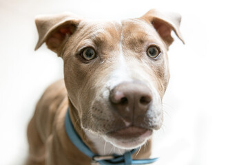 cachorro Pitbull Americano