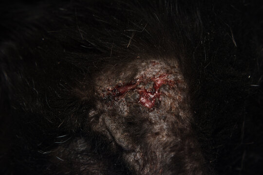 close-up photo of a black cat with otitis and scratching dermatitis