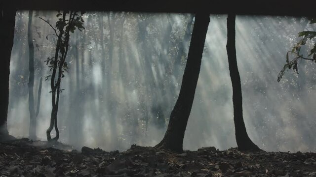 Incendio en bosque con mucho humo la primavera