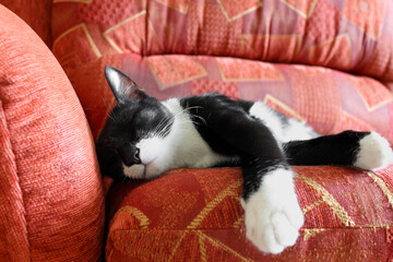 the cat sleeps on the red sofa