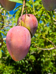 Close-up of mango fruits on the mango tree in Pingtung, Taiwan. 