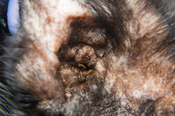 close-up photo of a black cat with otitis and scratching dermatitis