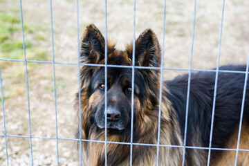 german sheperd long hair dog breed, behind the yard fence