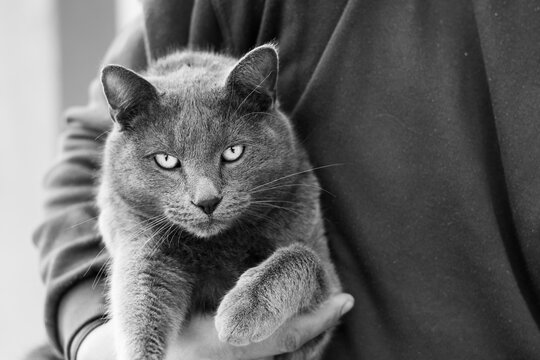 black and white photo of a Blue Russian cat breed