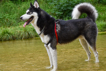Siberian husky staring in the river