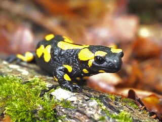 Feuersalamander Nahaufnahme