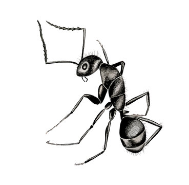 Hand drawn watercolor colorful illustration of black ant isolated on white background.