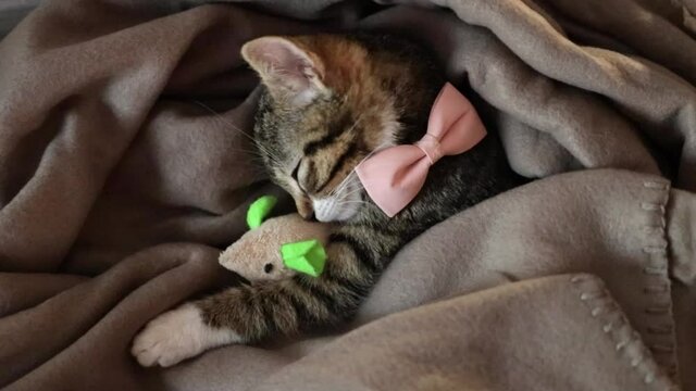 Cute little cat is sleeping with a mause. Lifestyle slow motion shoot.