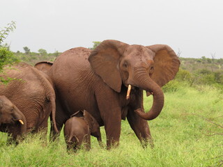 Fototapeta na wymiar Elephant playing with her trunk on her tusks with her baby underneath her 