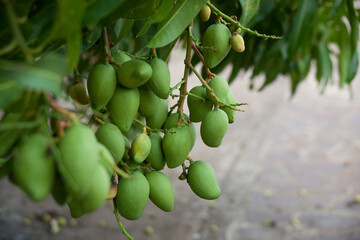 green mangos on tree