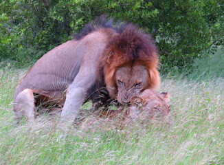 Two lions mating 