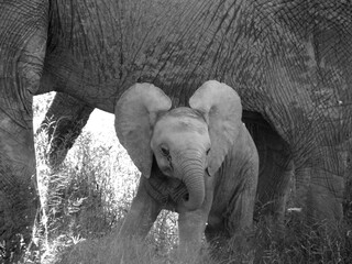 Baby elephant taking shelter under her mother 