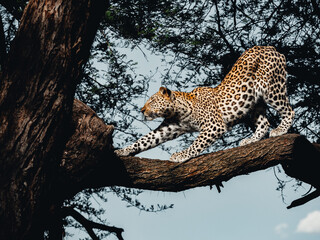 Young Male Leopard in Camelthorn tree Namibia 

