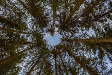 Froschperspektive von einer Herzförmigen Öffnung in den Baumkronen