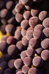 Ripe black grapes bunch