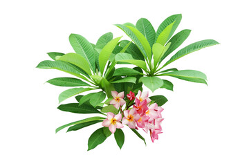 Plumeria Tree Branches with Green Leaves and Pink Flowers Isolated on White Background with Clipping Path