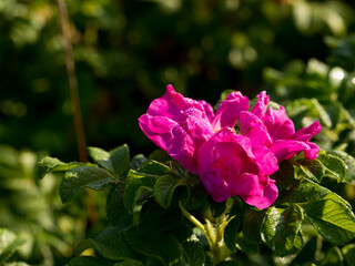 Wild rose flowers in the bright sun