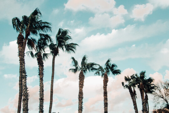 Palm view. Tropical vintage photography