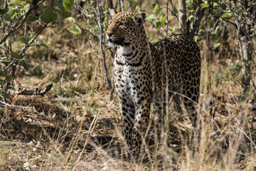 Leopard  Botswana Africa Okavango Delta 