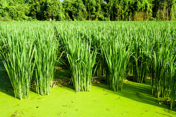 water bamboo(zizania latifolia) farm with water at Nantou, Taiwan.