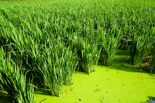 water bamboo(zizania latifolia) farm with water at Nantou, Taiwan.