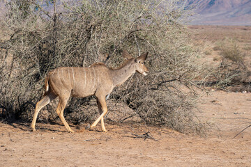 kudu antelope walking