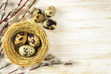 Easter quail eggs in nest and willow branch on white wooden background