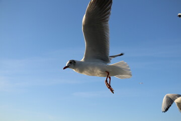 cute sea gulls in Turkey, Istanbul Strait ferry ride. selective focus.