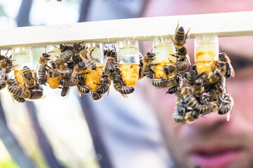 Beekeeping queen cell for larvae queen bees. beekeeper in apiary with queen bees, ready to go out...