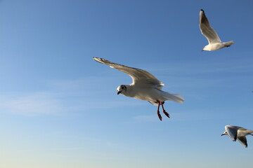 cute sea gulls in Turkey, Istanbul Strait ferry ride. selective focus.