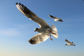 Fototapeta na wymiar cute sea gulls in Turkey, Istanbul Strait ferry ride. selective focus.