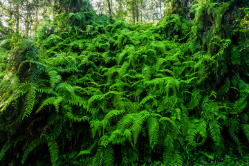 Naklejka na ściany i meble Lush natural green fern as a background