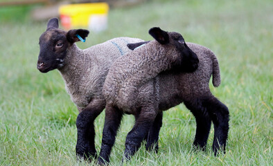 Newborn lambs frolicking in Spring sunshine