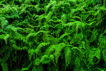Lush natural green fern as a background