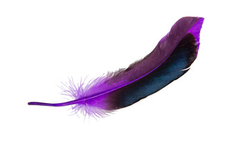 Dark purple feather isolated on the white background